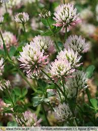 Image result for Trifolium isthmocarpum