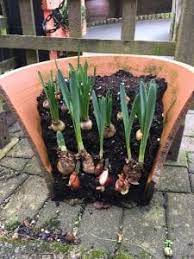 When planting bulbs, you can get quite creative in planning how they will bloom throughout the spring. Layered Bulb Planting In Pots Down To Earth