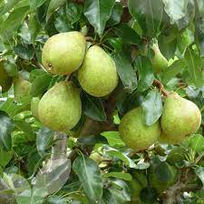 Chock full of great vitamins, and pears are easy to grow and maintain with smaller trees great in pots. Beth Pear Trees Buy Online From Blackmoor Nurseries
