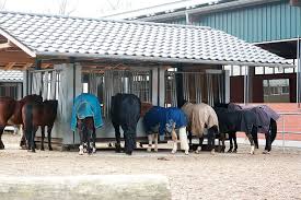 Der Auerhof Ecurieactive Activehorse Activestables Aktivstall Aktivstall Rinder Stall Traumscheune