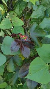 Image result for Jatropha gossypiifolia