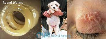 Check this list of different worms, outward symptoms, and how vets identify them for the correct treatment. Are You Deworming Your Pet Regularly Pet Health Careare You Deworming Your Pet Regularly