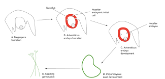 What type of pot should i use? Nucellar Embryony Wikipedia