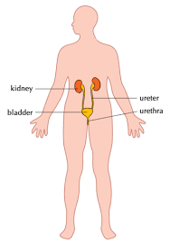 There are many possible causes of upper left abdominal pain under the ribs, including kidney infection, broken ribs, and pancreatitis. The Excretory System Systems In The Human Body Siyavula