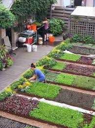 Surganya kebun sayur kebun sayur ngremboko beralamatkan di jatimulyo rt 11 rw 03 merubah halaman rumah menjadi kebun sayur. 17 Seeds Ideas Sayur Reban Ayam Kebun Sayur