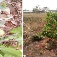 Image result for Caloncoba