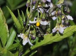 Image result for Solanum campylacanthum 'incanum type'
