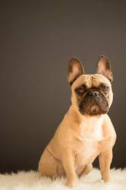 Kennels are boarding or breeding establishments for dogs. 100 French Bulldog Pictures Download Free Images On Unsplash