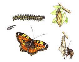 Small Tortoiseshell Butterfly Aglais Urticae Life Cycle Lizzie Harper