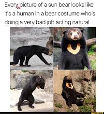 Everyepicture Of A Sun Bear Looks Like It S A Human In A Bear Costume Who S Doing A Very Bad Job Acting Natural Ifunny Funny Animal Pictures Animal Memes Funny Animals