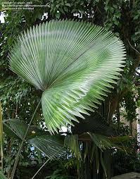 Image result for Licuala grandis