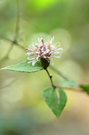 Image result for Virectaria major