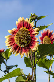 Know the real deal behind these flowers through these sunflower facts. 30 Best Fall Flowers For An Autumn Garden Prettiest Flowers To Plant In The Fall