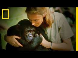 She made many discoveries in her long term research into chimpanzee society about their behavior, diet and interactions with one another. Primatologist Jane Goodall On New Documentary Jane It Shows Everything It Shows Chimps Mating It Shows War And Disease And Sadness The Independent The Independent