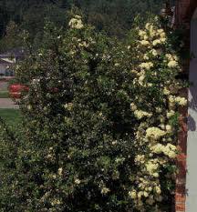 Image result for Pycnosphaera buchananii