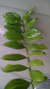 Keep in mind that yellow leaves are normal from time to time. Why Are The Tips Of My Zz Plants Leaves Turning Black Gardening Know How Questions Answers Plant Leaves Turning Plants Plant Leaves