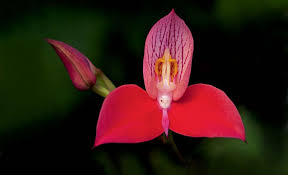 Image result for Disa welwitschii