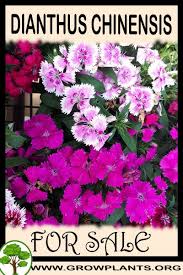 Dianthus Chinensis For Sale Plants Annual Plants Easy Plants To Grow