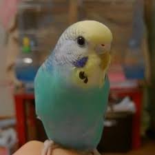 千葉県のインコ 助け合い ジモティー