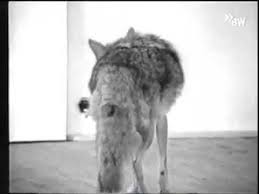 The title of the song i like america and america likes me stems from artwork of conceptual artist joseph beuys from 1974. Joseph Beuys I Liked America And America Likes Me 1974 Youtube