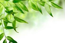 Upload your first copyrighted design. Green Leaf Background 30598 Flowers And Leaves Flowers