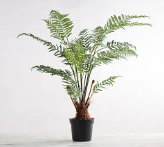 Australian tree fern (l11787) item #252785 model #nursery. Faux Potted Australian Tree Fern Pottery Barn