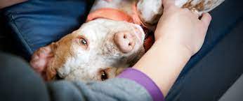The broadway emergency pet hospital is open 24 hours, seven days a week, 365 days a year. 24 Hour Vet 24 Hour Animal Hospital Northwest Indiana Hobart Animal Clinic