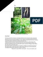 The cummin, cuminum cymlnum, linne (n.o. Cumini Fructus
