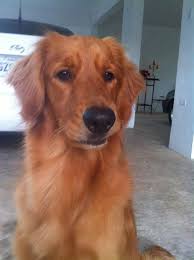 Pretty Red Head Red Golden Retriever Puppy Red Retriever Golden Retriever