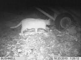 Popular trap for cats and of good quality and at affordable prices you can buy on aliexpress. Trap And Camera Rental Lost Pet Research And Recovery