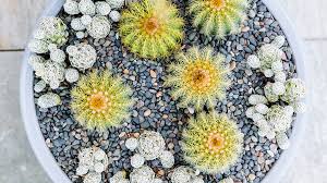 In my underwear, i've put cactus. Diy Cactus Centerpiece Sunset Magazine