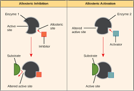 This mechanism allows cells to regulate how much of an enzyme's end product is produced. Enzyme Regulation Article Khan Academy