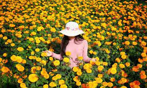 Keindahan bunga marigold yang berwarna keemasan membuat semua orang tertarik berfoto di tempat ini. Gemitir Garden Bali Taman Bunga Marigold Yang Instagramable Di Bali
