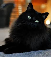 Click The Photo For More Adorable And Cute Cat Videos And Photos Cutecats Cats Kittens Catvideos Beautifulcatspics Cats Kittens Beautiful Cats