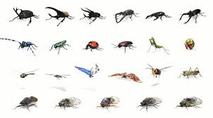 Children can learn 15 types of insects and their habitats. Google 3d Insects List All The Ar Bugs From Dragonfly To Hornet And How You Can See Them On Your Phone