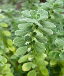 Image result for Plectranthus alboviolaceus