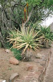 Image result for Aloe spicata