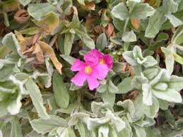 Fiori gialli mediterranei / fiori mediterranei formula t gocce 20 ml. Cisto Arbusto Mediterraneo Rosa Delle Sabbie Passione In Verde
