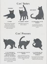 Infographic Cat Behavior And Body Language Explained Cat Behavior Cat Language Cat Facts