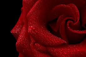 Love Poems Roses Are Red