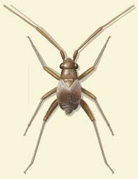 With spring in the air and the monticello farmers market about to open, all the outdoor fun of biking, hiking and exploring the mighty mississippi river will be here before you know it. Revision Of The Plant Bug Genus Tytthus Hemiptera Heteroptera Miridae Phylinae