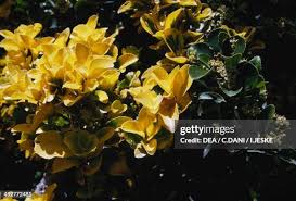 Image result for Celastraceae