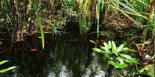 Betta Fish In Natural Habitat Betta Habitats Betta Fish