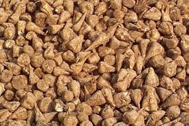 Image result for sugar beet