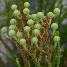 Image result for Phaeoptilum spinosum