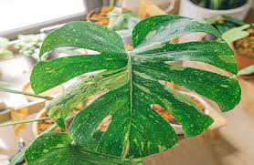 Jika gumpalan masih ada dan menempel. Ternyata Ini Enam Alasan Ada Bintik Coklat Di Daun Monstera Deliciosa Pecinta Tanaman Hias Baca Ini Kabar Lumajang