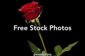 Мои картинки — яндекс.коллекции flowers gif, beautiful rose flowers, love rose,. 10 000 Best Rose Photos 100 Free Download Pexels Stock Photos