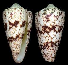 Conus Conus Araneosus Nicobaricus Hwass C H In Bruguiere J G 1792 Nicobar Cone Shell Size 35 100 Mm Ne Indian Ocean Phi Sea Shells Shells Cone Snail