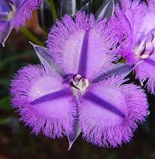 The Winners Of 2012 Photo Contest Annual And Perennial Flowers Australian Native Flowers Australian Flowers Unusual Flowers
