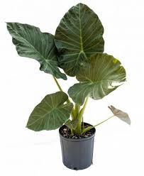 Alocasia Regal Shields Elephant Ear Elephant Ears Alocasia Plant House Plant Care